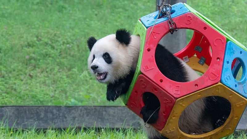 A giant panda plays on a swing