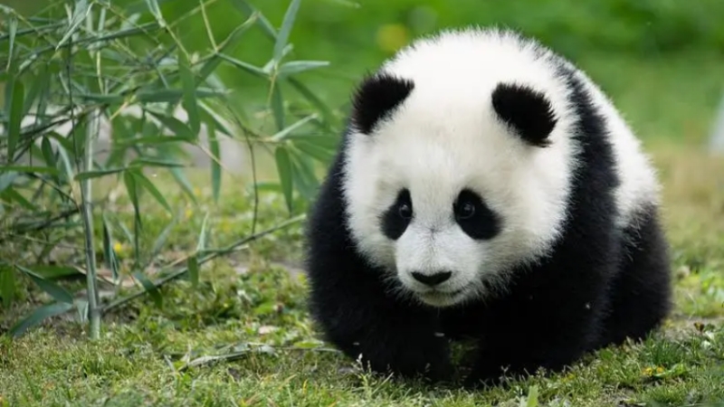 A Cute Giant Panda at Chongqing Zoo