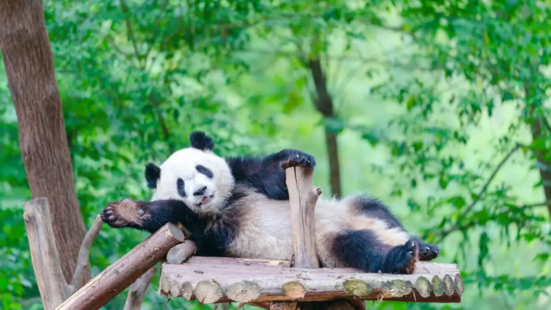 Giant panda lying on wooden structure in forest-like environment