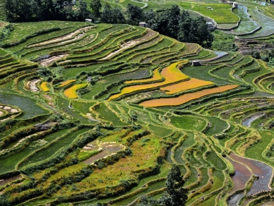 Yuanyang Rice Terraces