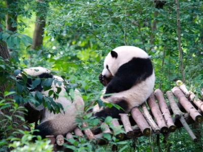 Chengdu Research Base of Giant Panda