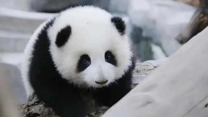 Chengdu Panda