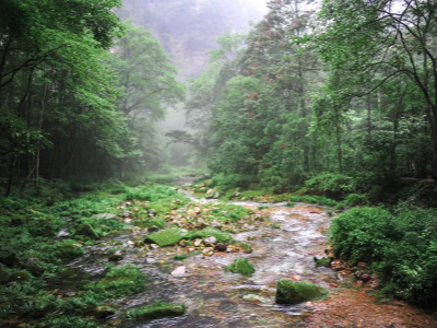Golden Whip Valley