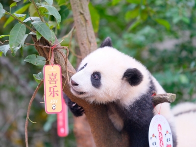 Chengdu