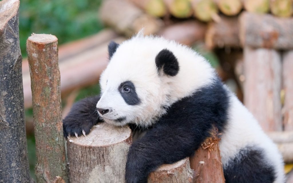 Chengdu Research Base of Giant Panda Breeding