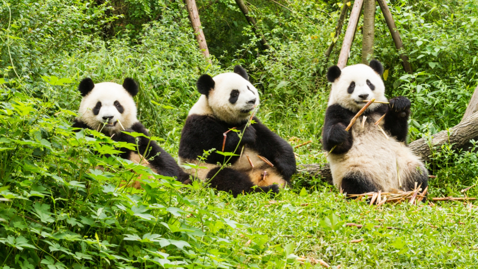 Chengdu Research Base