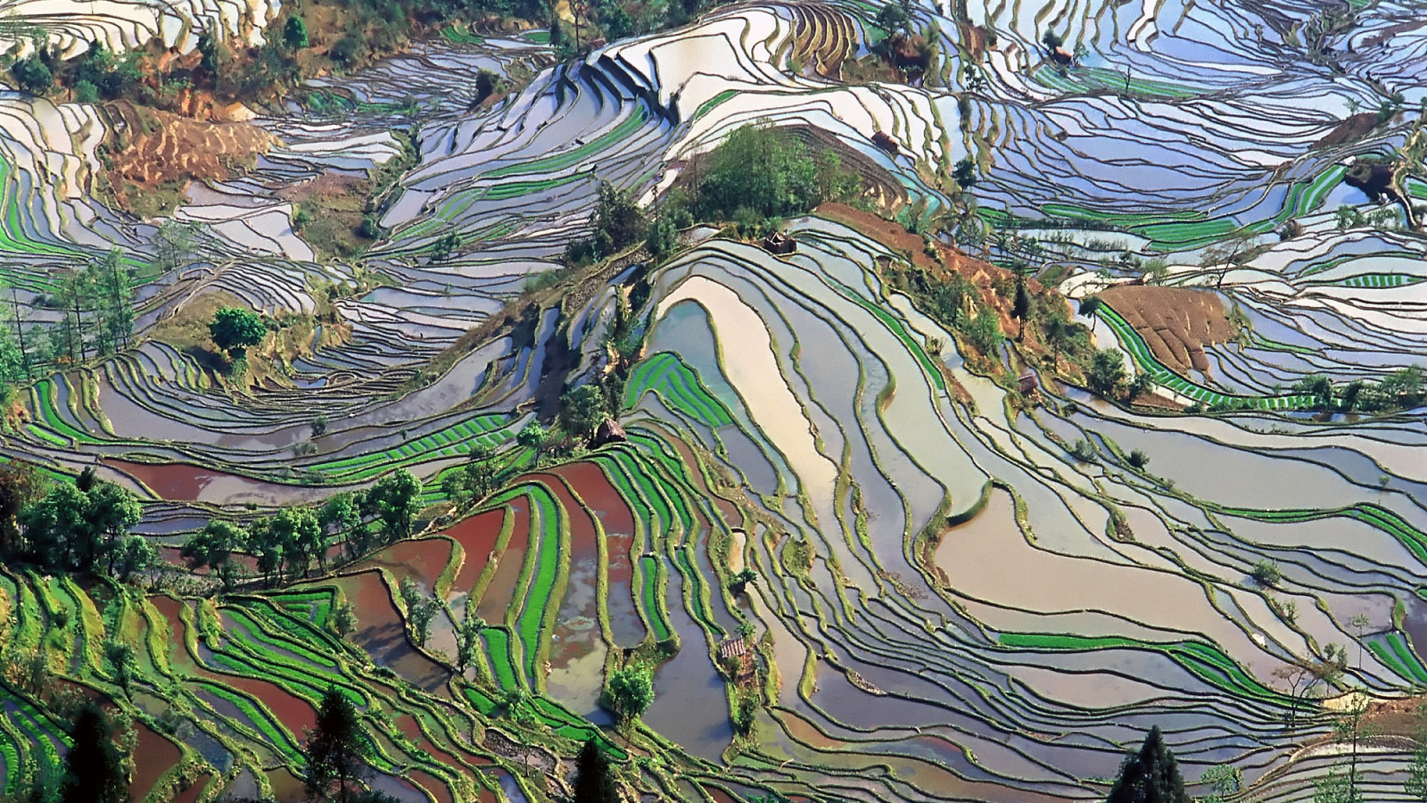 Honghe Hani Rice Terraces