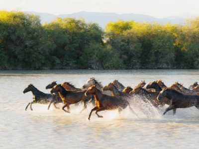 Horse Bathing River