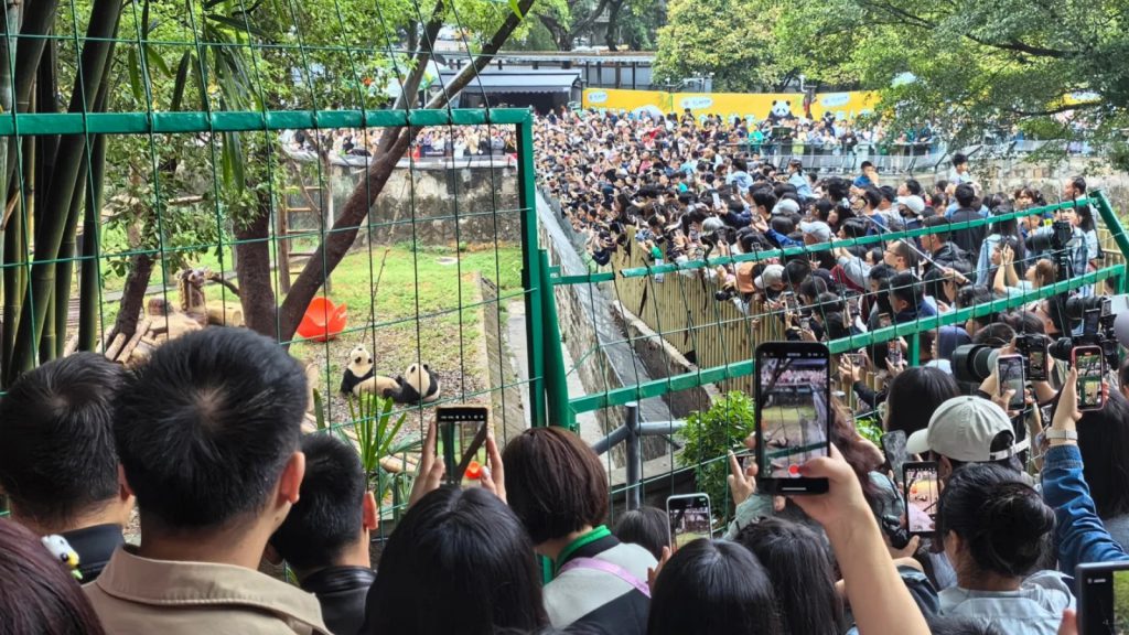 The crowds at Chongqing Zoo during National Day, all eager to see the giant pandas.