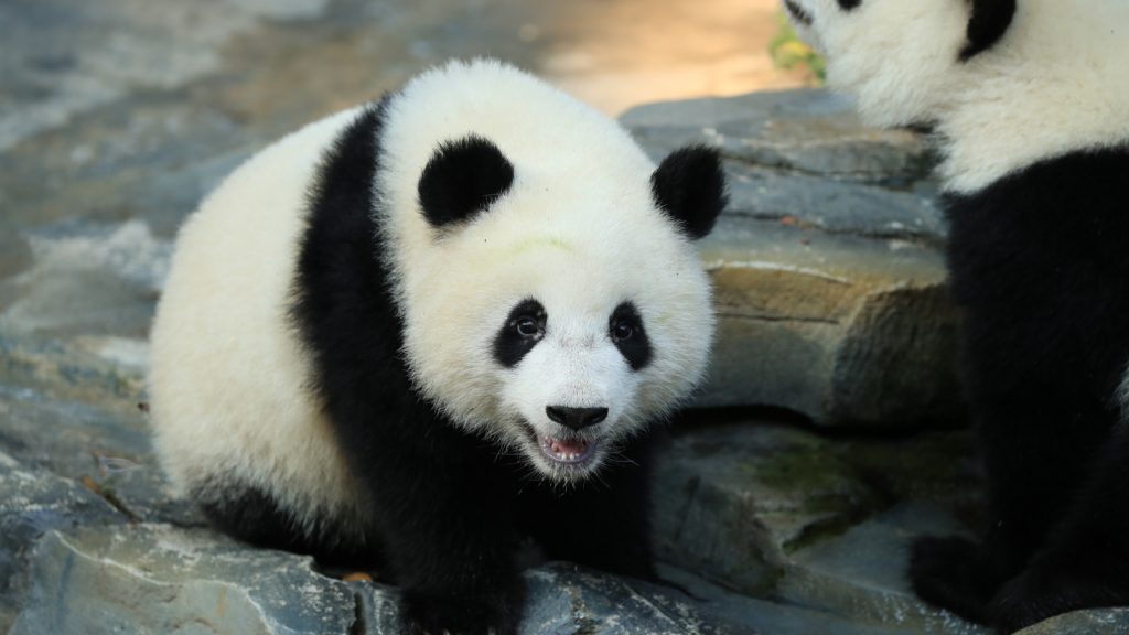 What to Pack for Chengdu: Seasonal Essentials