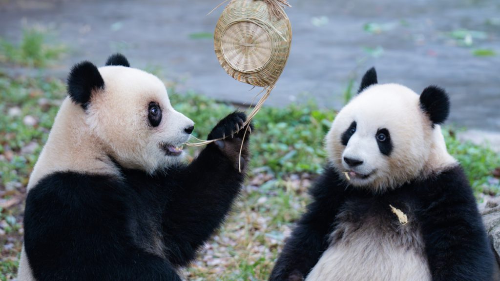4 Days Classic Chengdu Tour: Panda Experience & Leisure