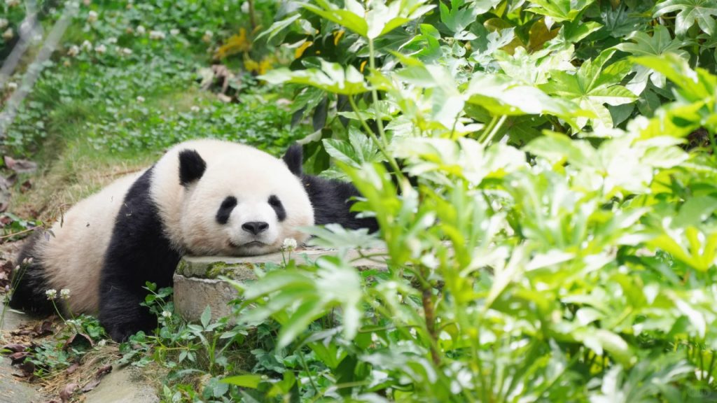 A Cute pandas at the Chengdu Research Base of Giant Panda Breeding