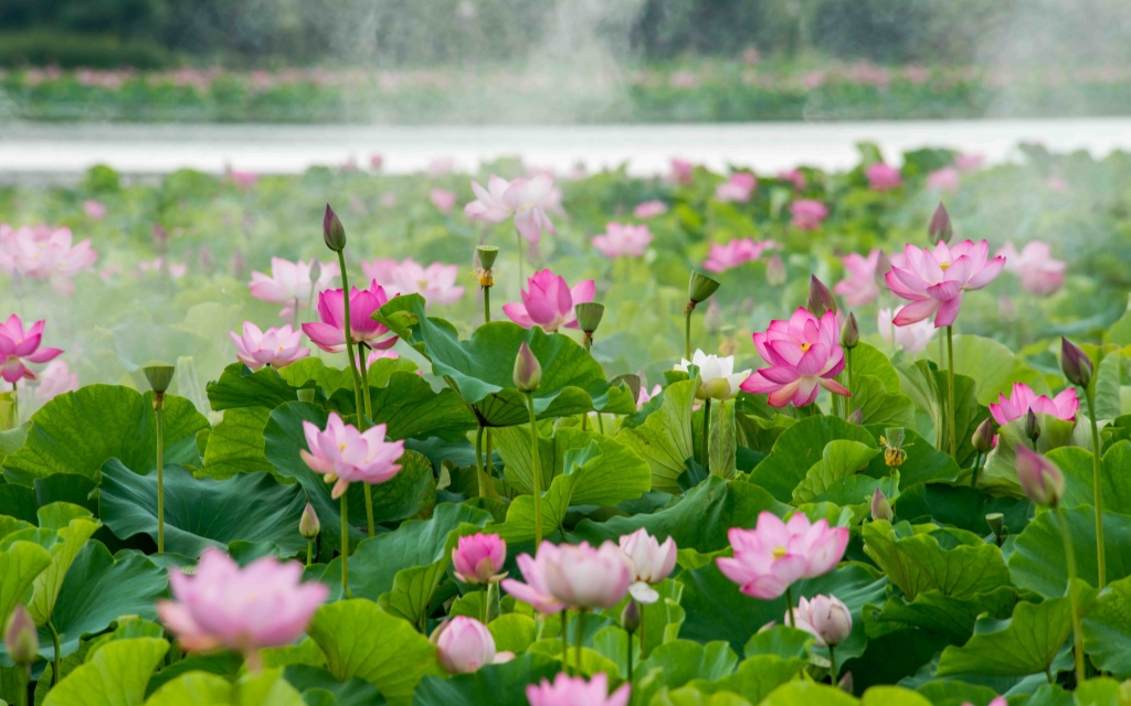 The Vast Lotus Fields of Puzhehei in Summer