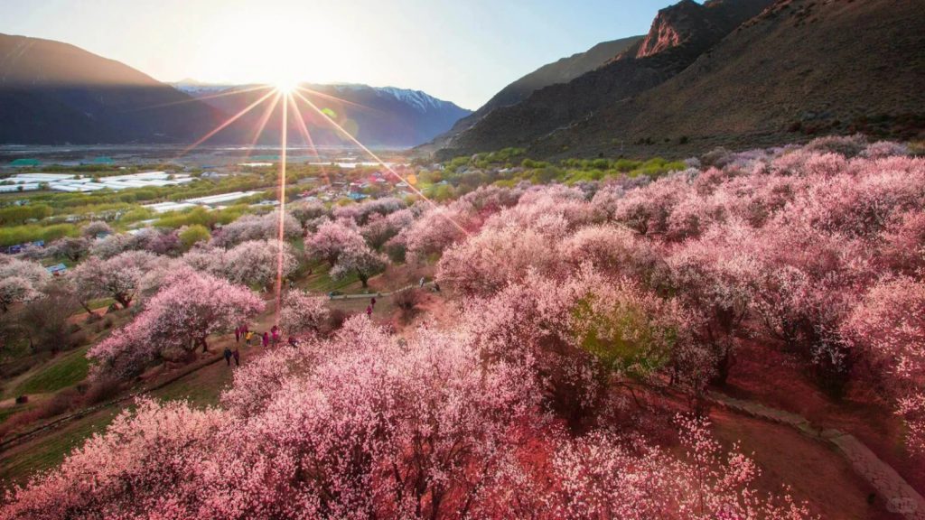 Sunrise over the pink wonderland of Nyingchi, Tibet.