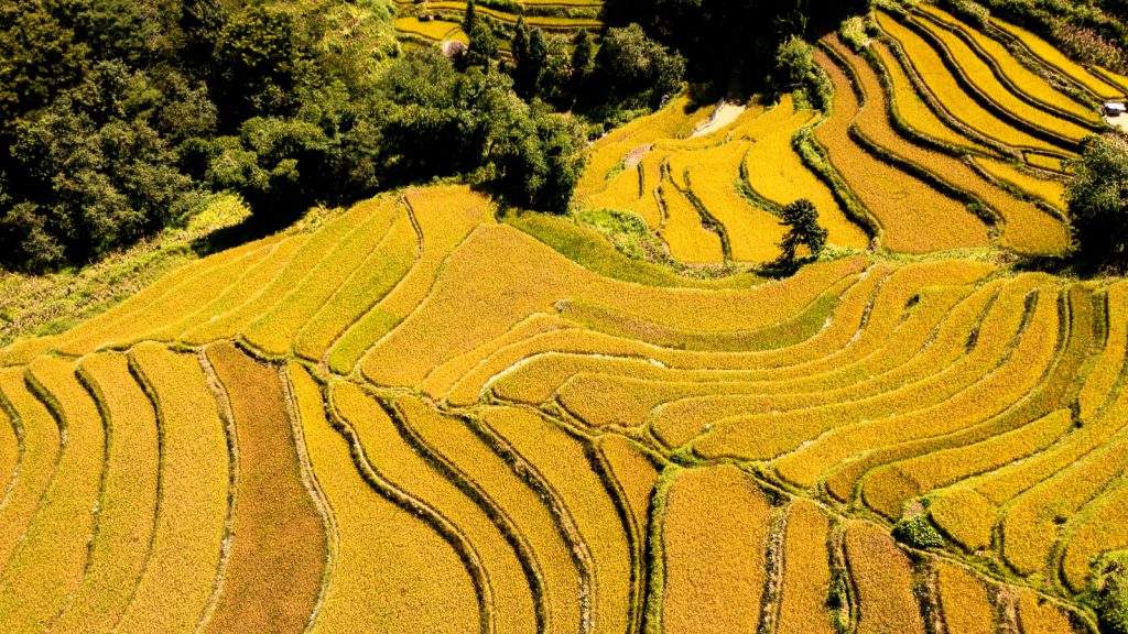 Yuanyang Rice Terraces in October
