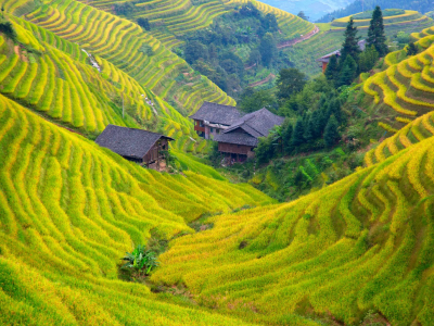 Longji Rice Terraces