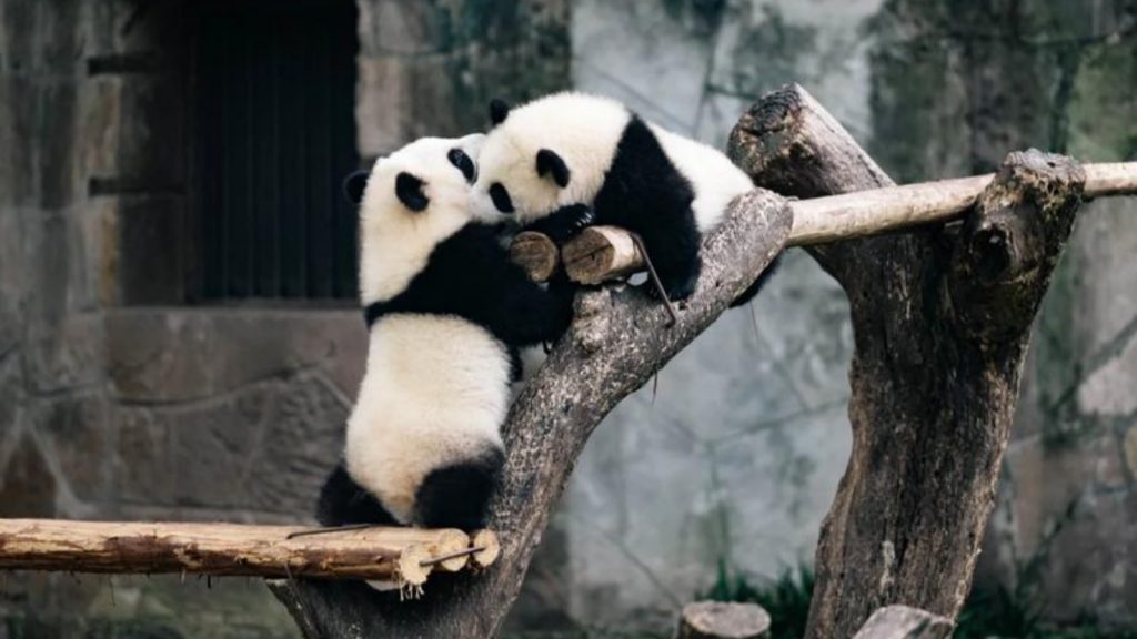 Two juvenile pandas at the Chengdu Research Base of Giant Panda Breeding